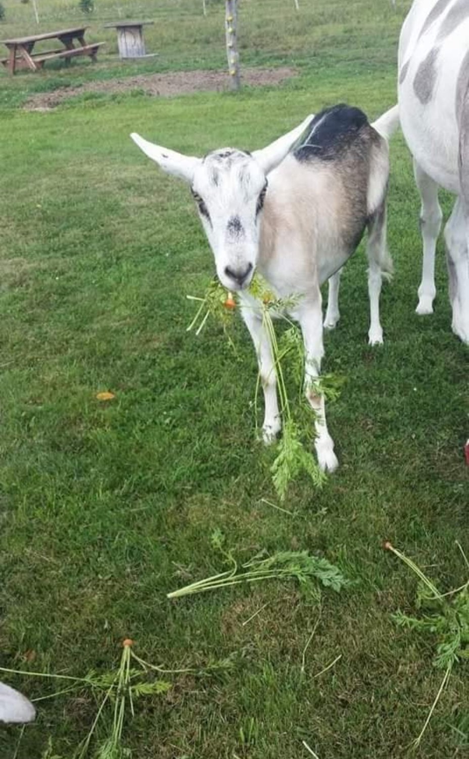 Floyd eats some carrot tops. He resided on our farm for eight years before passing. His favorite snack was whole bananas.